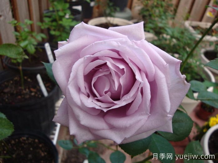 蓝色女孩月季/科隆狂欢节Cologne Carnival(图3)