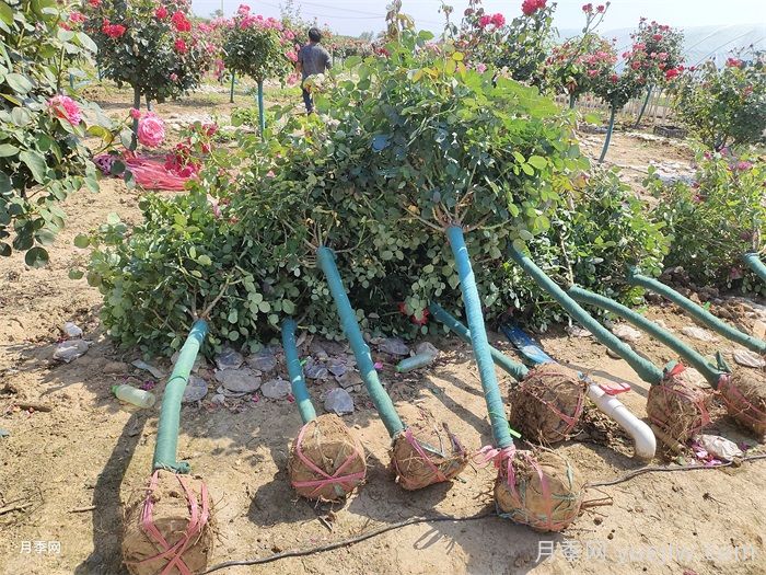 大冠幅树桩月季移栽时为什么要**行修剪？(图2)