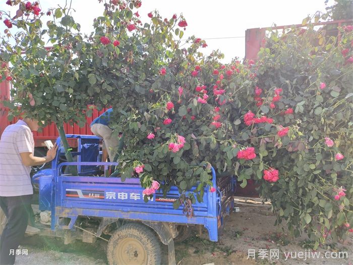 如何做一个优秀的苗木经纪人？(图1)