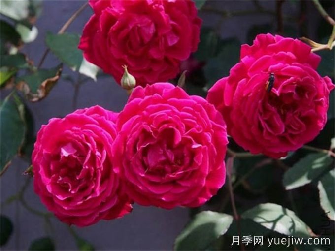 古老月季推荐，软香红月季(图1)