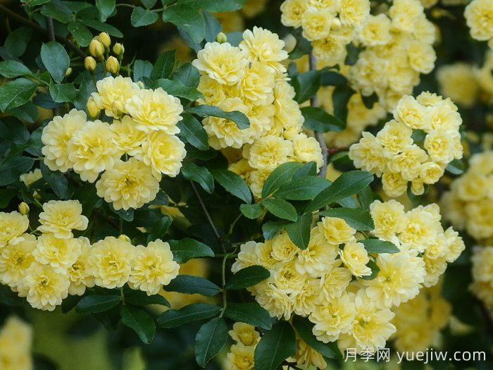 爬藤推荐，黄木香(图1)