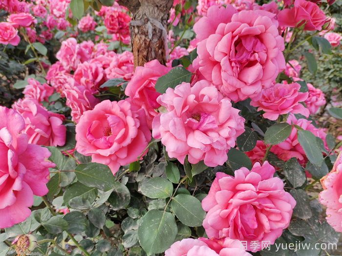 粉扇月季和绯扇月季的区别？(图1)