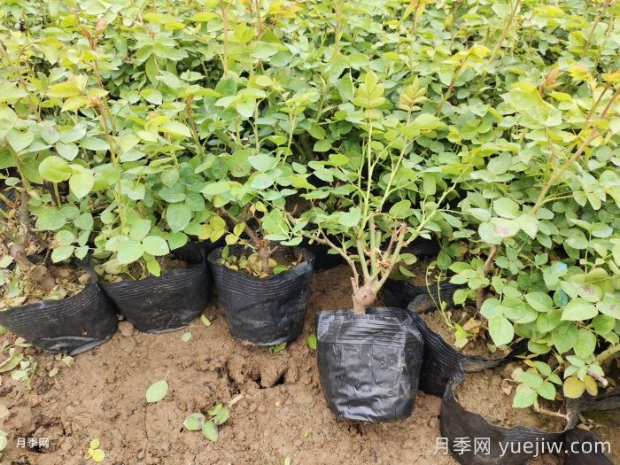 营养杯月季苗/月季杯苗(图5)
