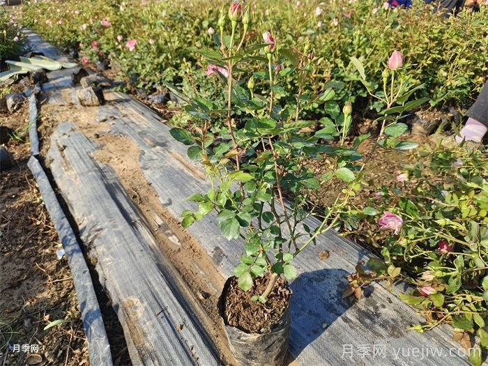 营养杯月季苗/月季杯苗(图8)