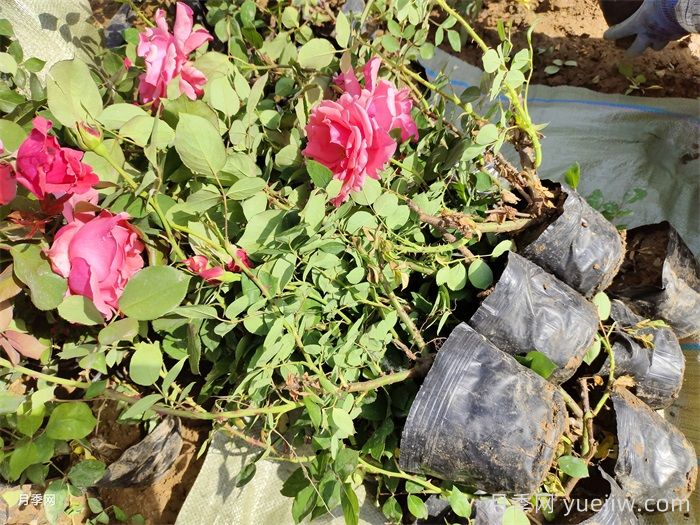 营养杯月季苗/月季杯苗(图6)