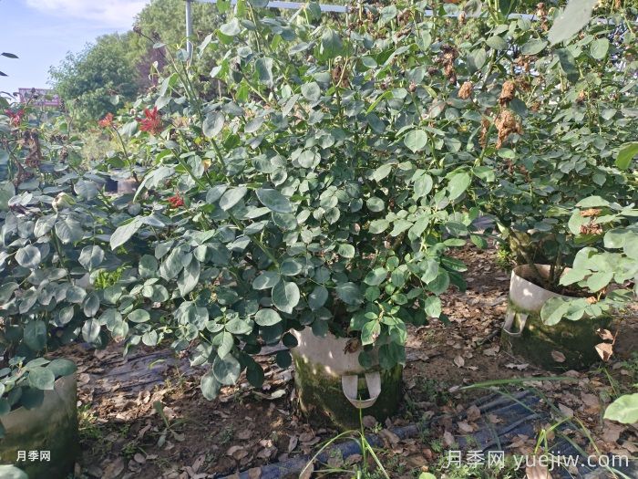 多年丛生月季苗/灌丛月季(图2)