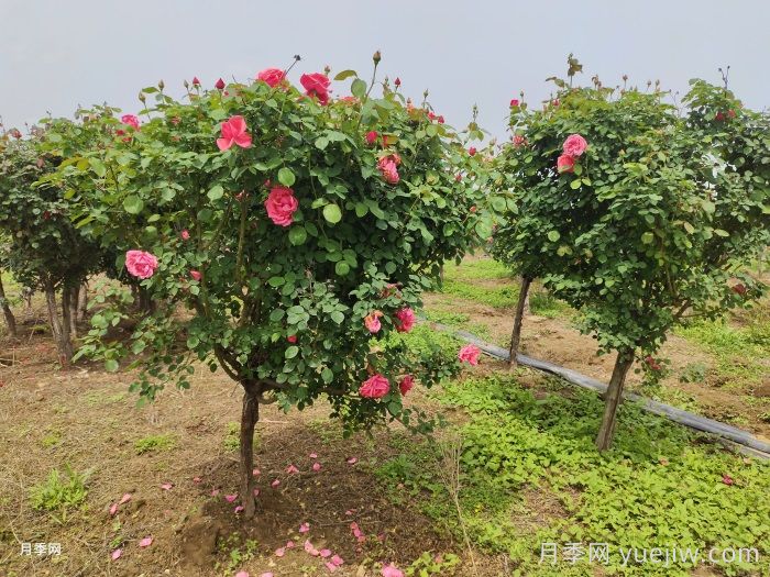 低桩月季/低杆月季(图2)