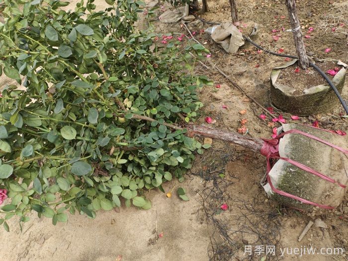 低桩月季/低杆月季(图5)