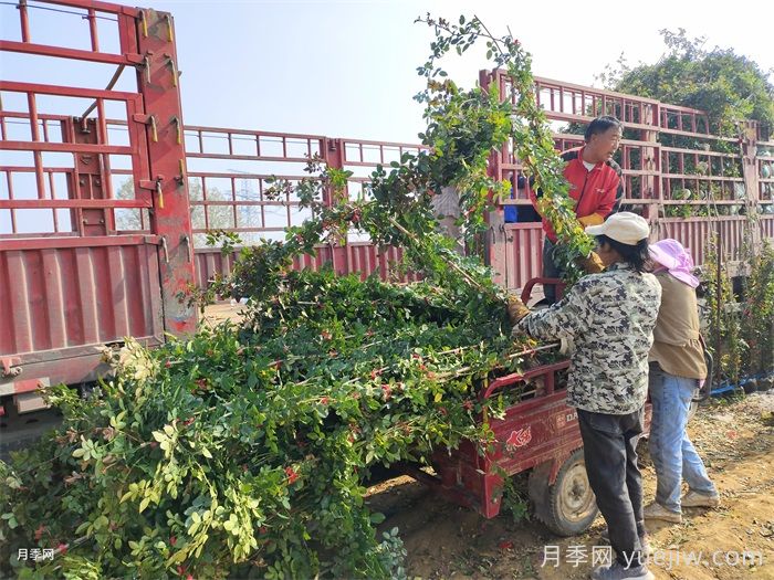 2米高藤本月季(图4)