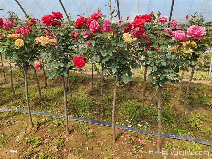 多色欧月树状月季/蔷薇杆棒棒糖月季(图3)