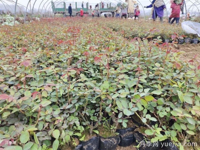 大花月季盆栽二年苗，嫁接营养杯苗产地价格(图2)