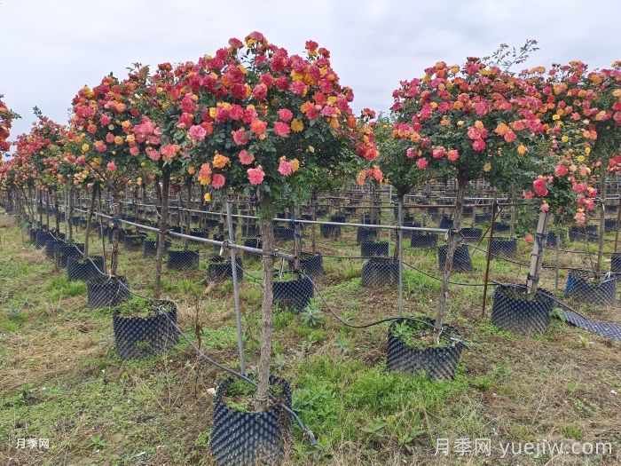 高桩月季/高分支树状月季(图1)