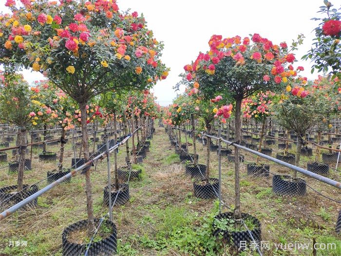 高桩月季/高分支树状月季(图2)