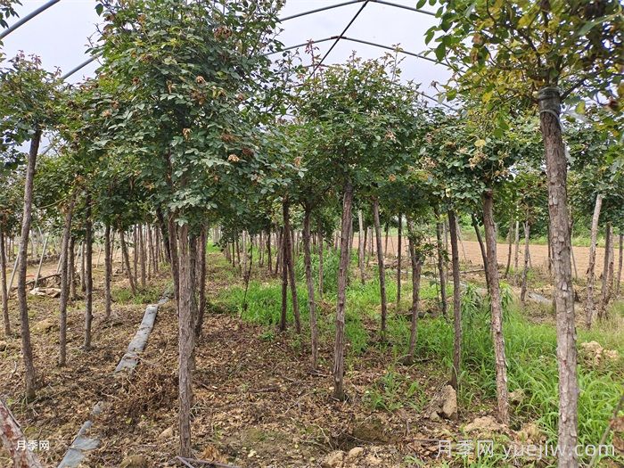 高桩月季/高分支树状月季(图3)