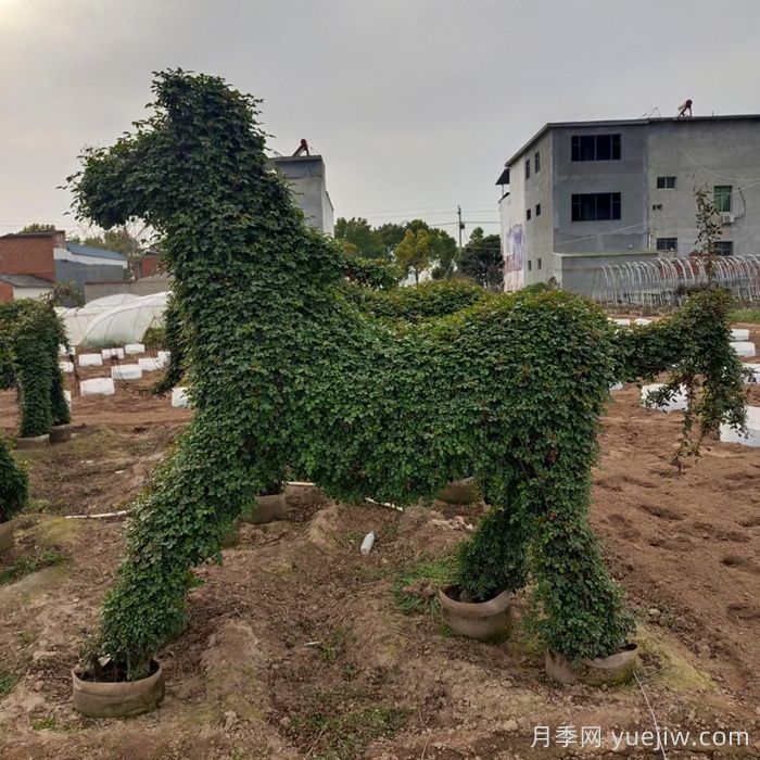 动物造型月季(图6)
