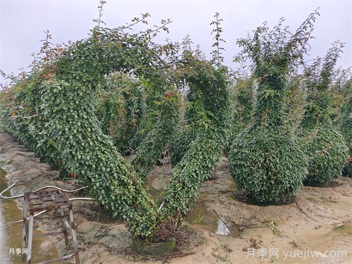 心形造型月季/爱心月季(图5)