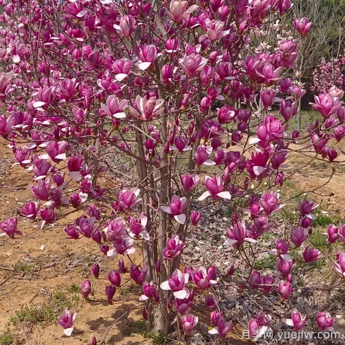 春季北方庭院开花最大的木本植物(图1)
