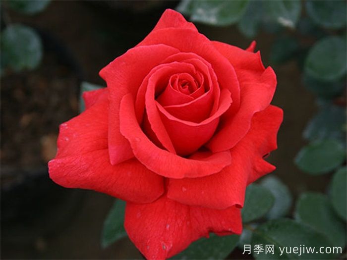 国外园丁最爱的月季调查，每一款都优秀(图2)