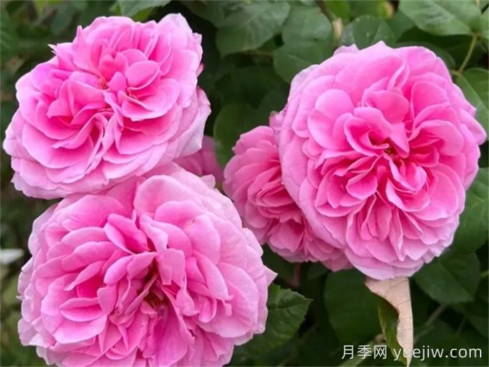 国外园丁最爱的月季调查，每一款都优秀(图3)