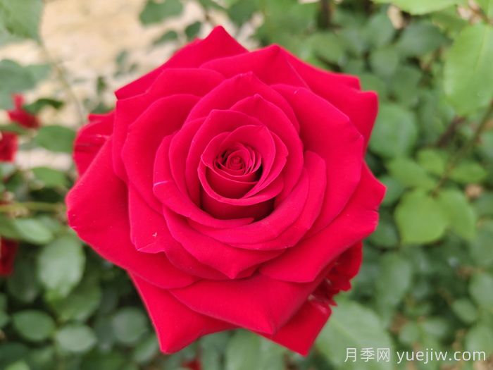 花语大全，100种花朵背后的隐秘语言(图1)