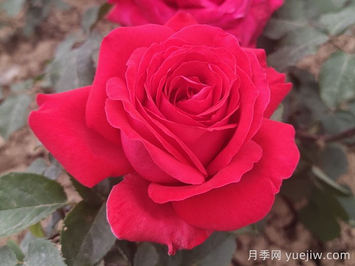 花比脸大月季系列，十个超大花的月季品种(图3)