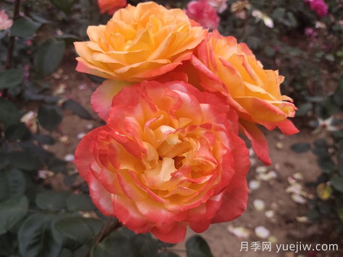 花比脸大月季系列，十个超大花的月季品种(图5)