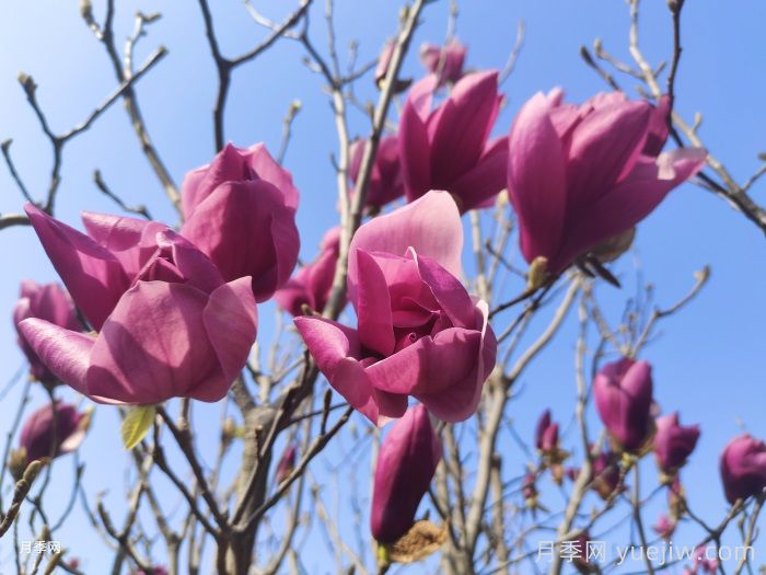 分享33种花叶不相见的植物，开花时不见叶(图1)