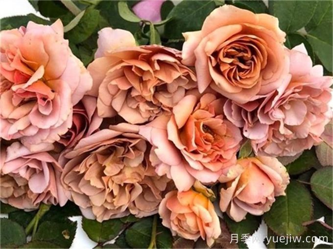 咖啡拿铁月季推荐，棕色复古玫瑰(图1)