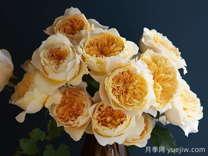 艾菲月季优缺点，奥斯汀黄色切花，观赏价值高(图2)