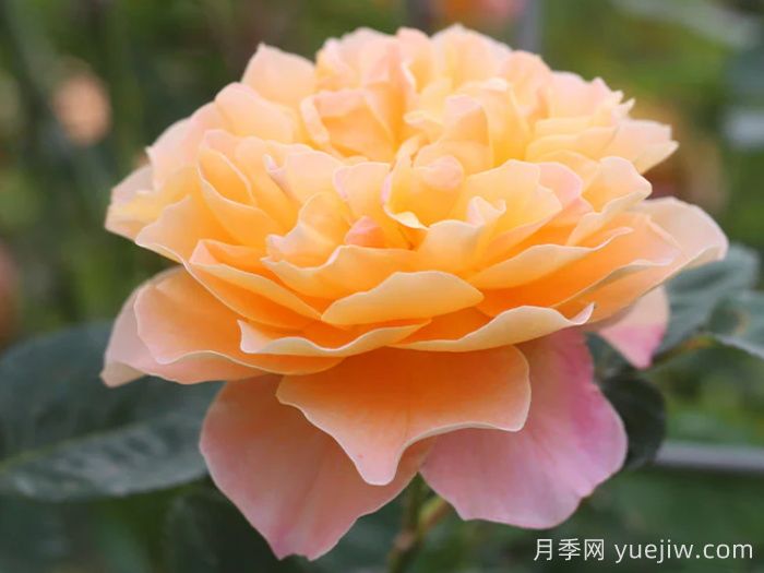 印象派月季推荐，梦幻的黄橙色优秀爬藤月季(图1)