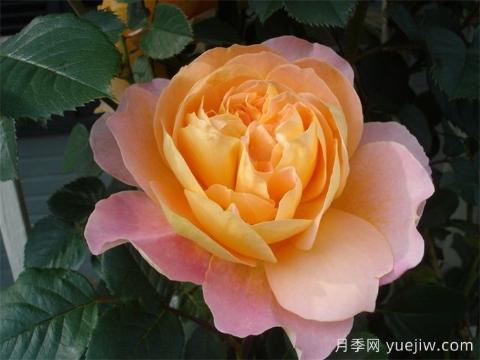 印象派月季推荐，梦幻的黄橙色优秀爬藤月季(图2)