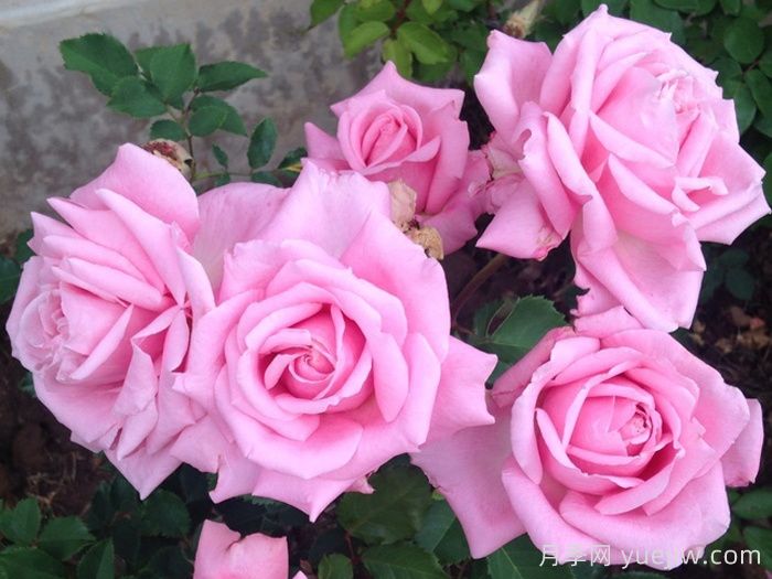 贝琳达之梦月季推荐，超级粉嫩的耐热大花月季(图1)