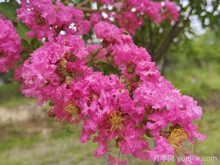 紫荆和紫薇是不是一种花？紫荆和紫薇的花期区别？(图1)