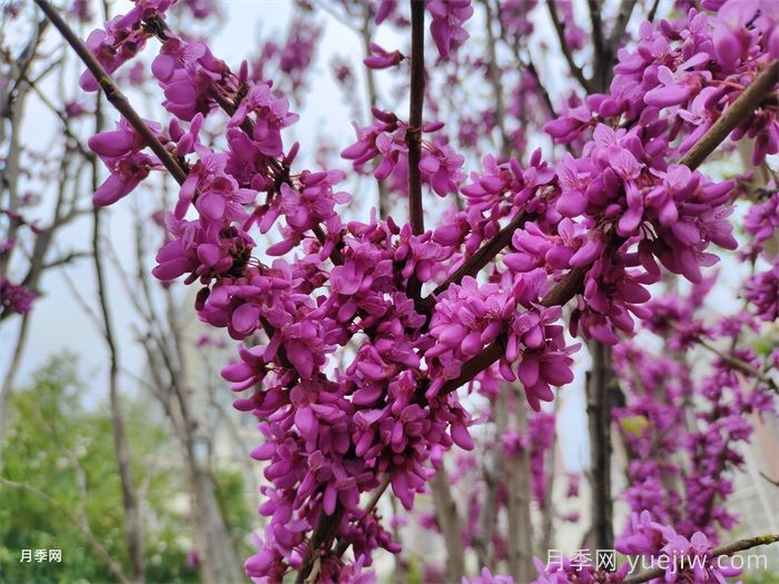 紫荆和紫薇是不是一种花？紫荆和紫薇的花期区别？(图2)