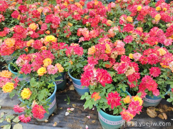 月季配土方案指导，选对介质月季长得快(图2)