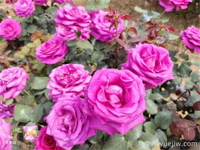 秋季月季养护问题总结，关于病害施肥修剪扦插(图1)