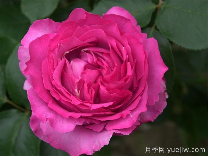 40个伊芙月季系列品种汇总(图1)