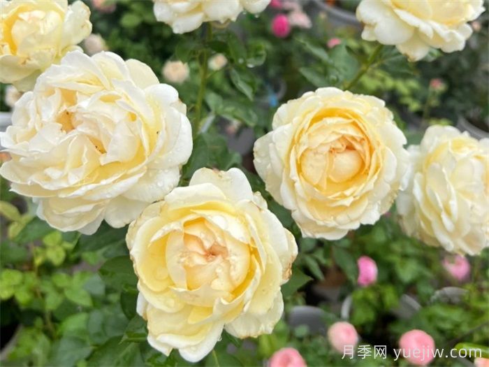 40个伊芙月季系列品种汇总(图2)