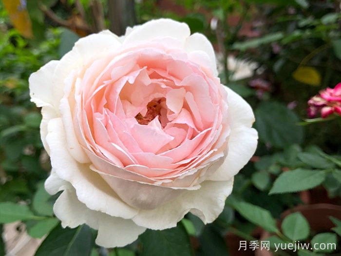 40个伊芙月季系列品种汇总(图5)
