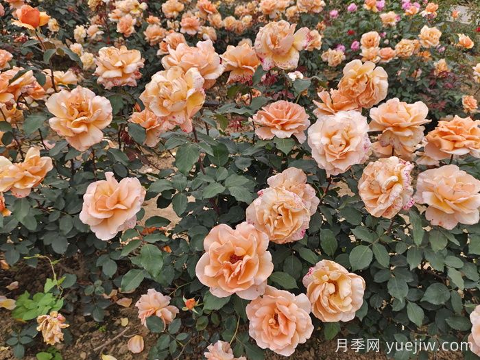 春季月季如何施肥？施肥时间和施肥方法     (图3)