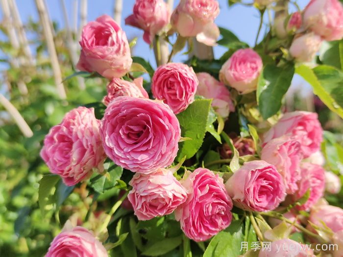 经验分享，爬藤月季就选这三种，美爆家园(图3)