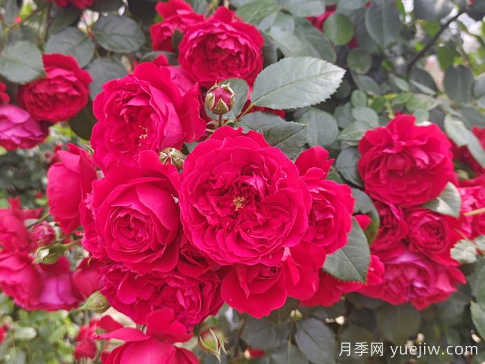 推荐10个抗病性超强的月季品种(图4)