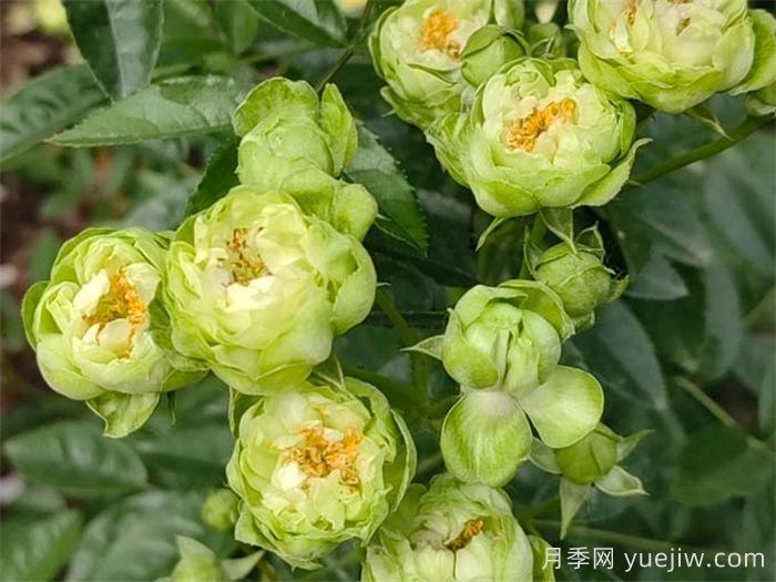 闪电月季，超级勤花的绿花微月(图2)