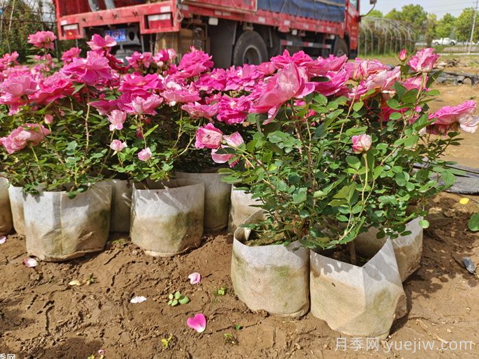 为什么买回家的月季没多久就死了？该如何买苗？(图2)