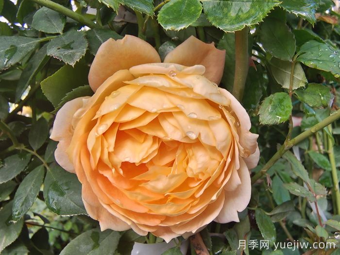 藤本夏洛特夫人月季的优点和养护办法(图1)