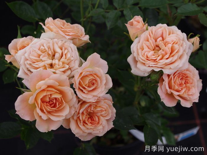 甜梦月季的养护办法(图2)