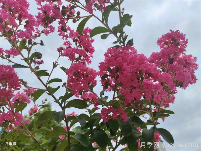 百十种四季配置应用的花木植物品种(图2)