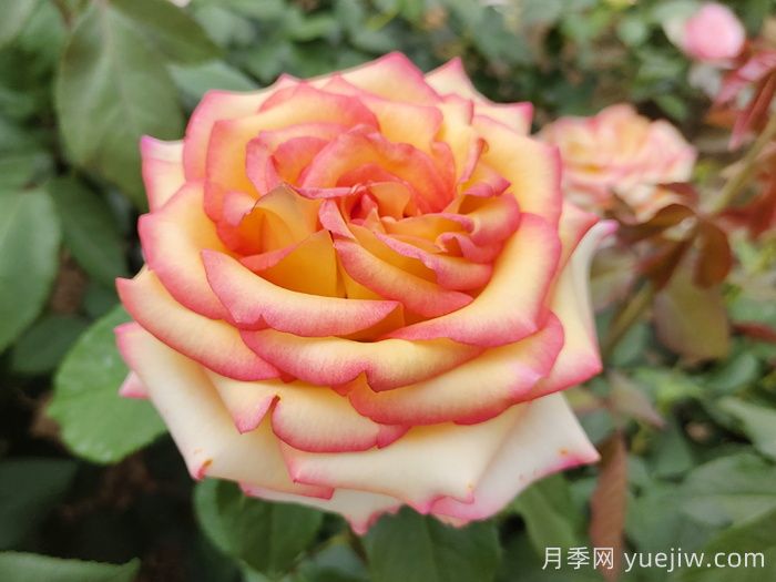 百十种四季配置应用的花木植物品种(图3)