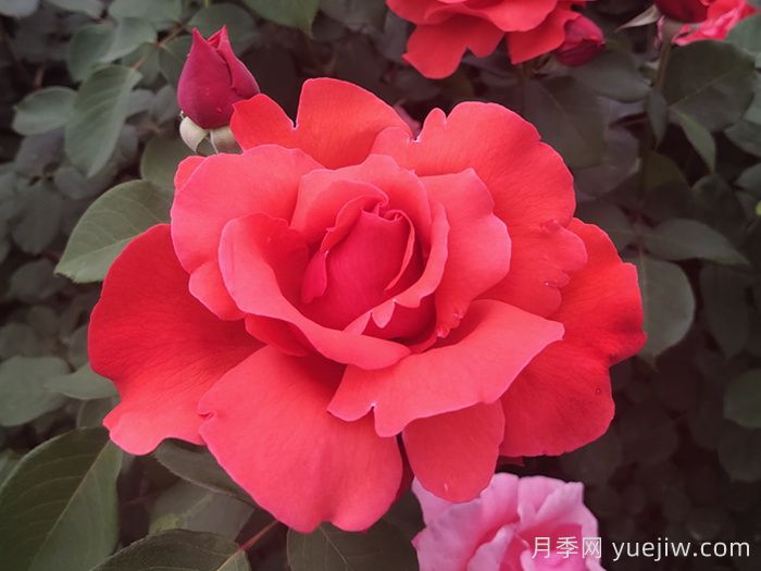 60种常见花卉植物汇总(图1)