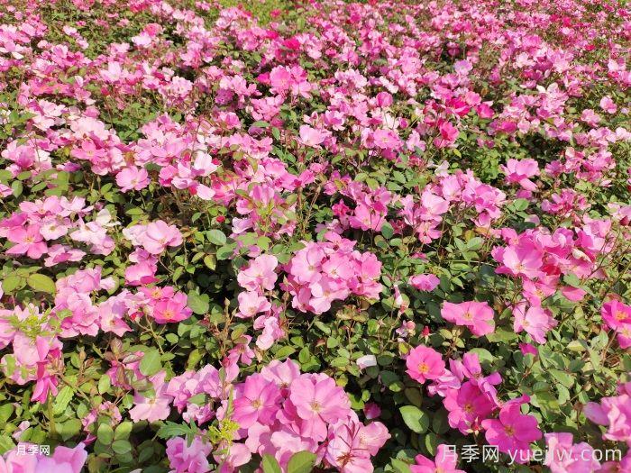 绿篱苗知识，走进绿篱的世界(图2)